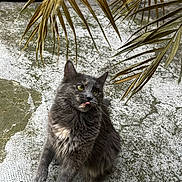 Windy participe au concours pour gagner de l'argent avec cette photo : cat, gray_cat, outdoor, tongue_out, fur, plant, palm_leaves, concrete, playful, pet, animal, whiskers, green_eyes, sitting, texture, nature, cute, mammal, domestic_animal, close_up