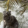 cat, gray_cat, fluffy_fur, outdoor, plant, palm_leaves, concrete, curious, sitting, animal, pet, green_eyes, nature, texture, close_up, looking_up, whiskers, feline, daylight, ground