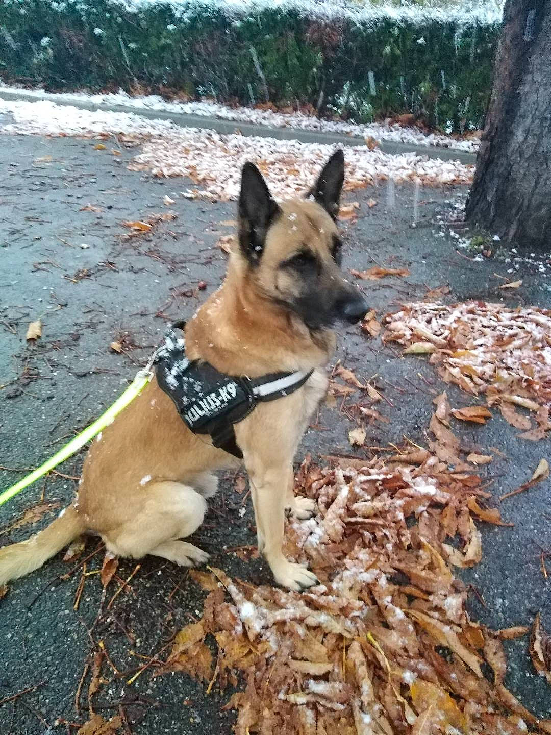 Jecko a rejoint le concours — aidez-le/la à gagner de superbes lots ! canidae, carnivore, collar, companion_dog, dog, dog_breed, dog_collar, east_european_shepherd, fawn, german_shepherd_dog, herding_dog, plant, snout, sporting_group, tail, tree, walking, water, wood, working_animal