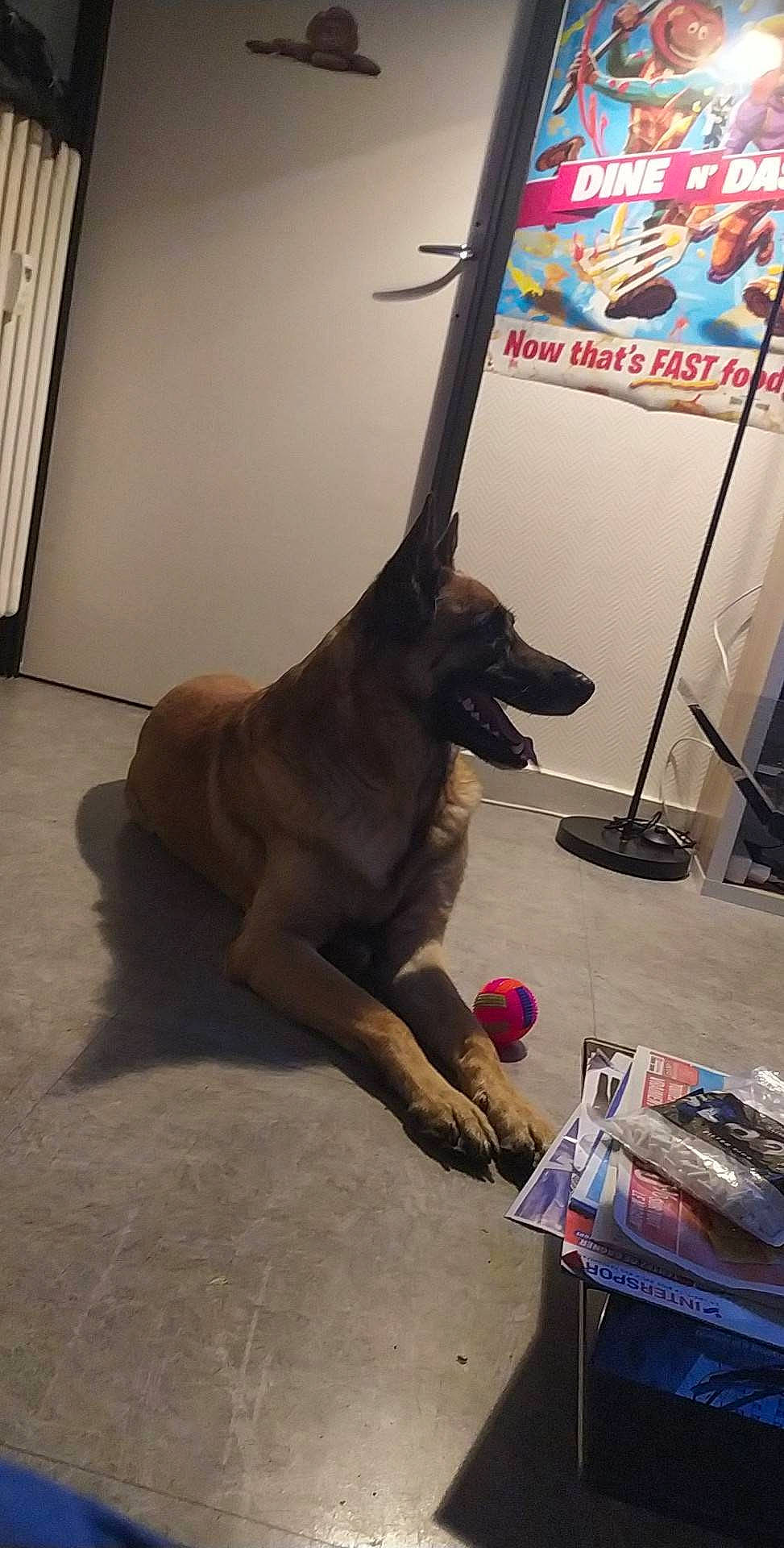 Jecko participe au concours pour gagner de l'argent avec cette photo : art, carnivore, companion_dog, dog, dog_breed, dog_supply, fawn, floor, flooring, fur, guard_dog, hardwood, leash, paw, sporting_group, tail, toy, window, wood, working_animal