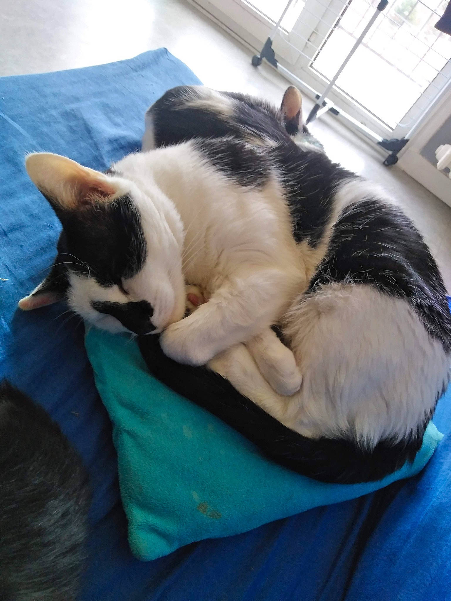 Stuart participe au concours pour gagner de l'argent avec cette photo : carnivore, cat, cat_supply, claw, comfort, domestic_short_haired_cat, felidae, fur, grass, linens, mammal, nap, paw, pet_supply, small_to_medium_sized_cats, snout, tail, vertebrate, whiskers