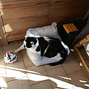 Stuart participe au concours pour gagner de l'argent avec cette photo : black_and_white_cat, cat, cozy, domestic, fur, furniture, high_angle, home_interior, indoor, paw, pet, pet_bed, resting, shadow, soccer_ball, sofa_bed, sunlight, tile_floor, tuxedo_cat, wooden_cabinet