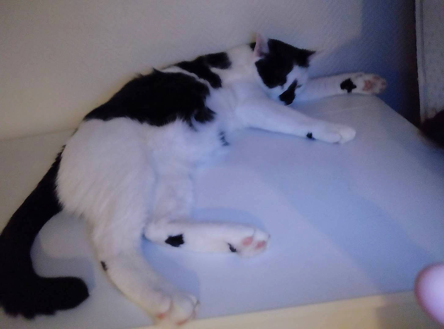 Stuart participe au concours pour gagner de l'argent avec cette photo : canidae, carnivore, cat, cat_supply, comfort, domestic_short_haired_cat, felidae, floor, flooring, fur, hardwood, home_appliance, linens, pet_supply, room, small_to_medium_sized_cats, tail, whiskers