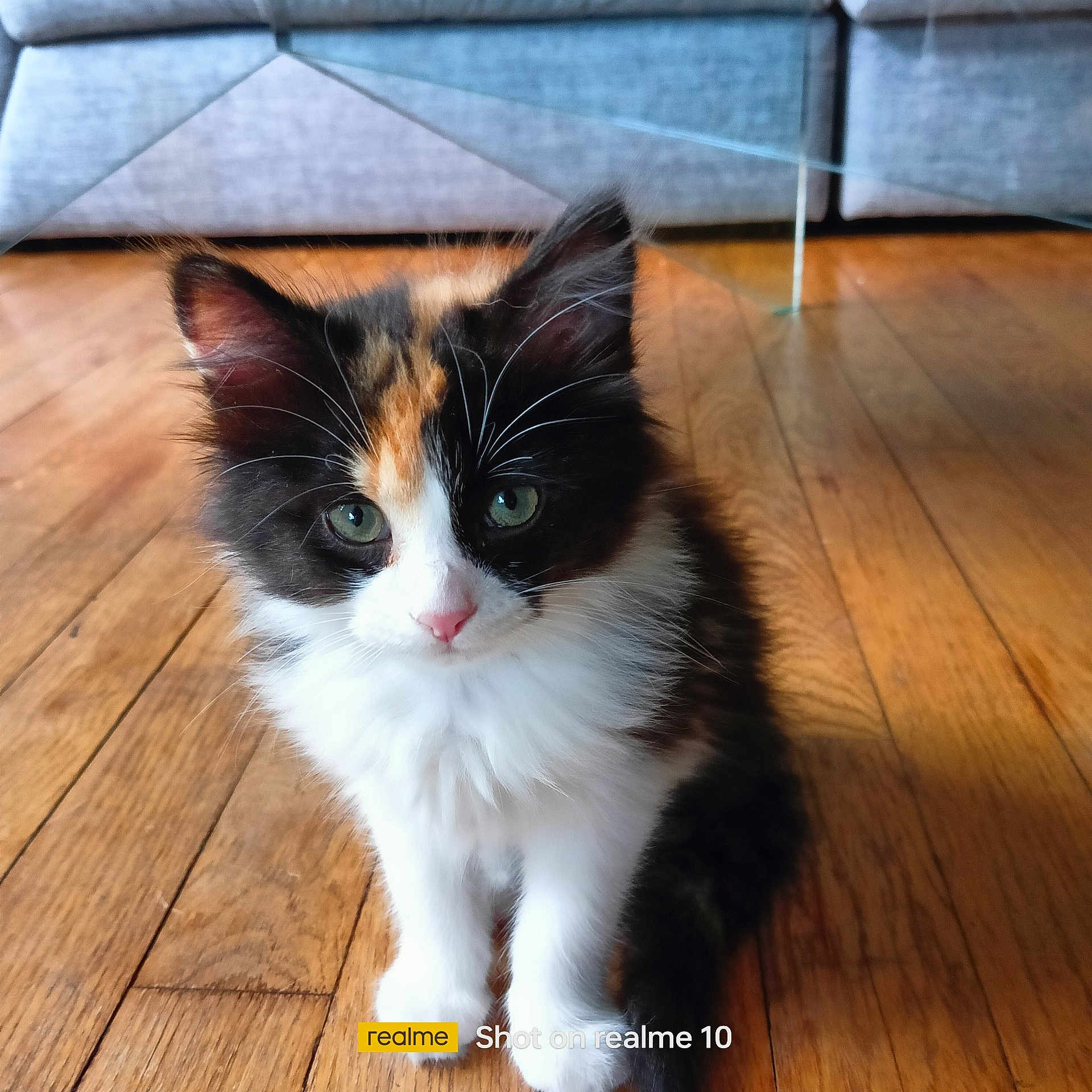 Miss Tic a rejoint le concours — aidez-le/la à gagner de superbes lots ! abyssinian, animal, architecture, building, cat, coffeetable, couch, furniture, hardwood, indoors, interiordesign, kitten, livingroom, manx, pet, plywood, room, stainedwood, table, wood