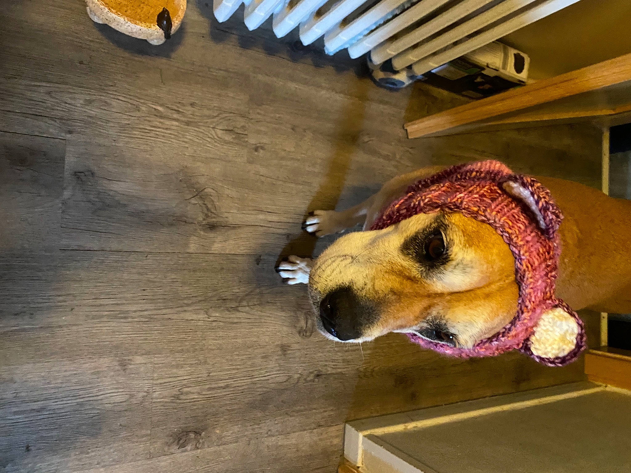 Athena a rejoint le concours — aidez-le/la à gagner de superbes lots ! canidae, fawn, flooring, fur, hardwood, hat, metal, plywood, shadow, snout, sunglasses, wood, wood_flooring, wood_stain, working_animal