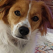Tessa is registered to the contest to win money with this photo: dog, close_up, brown_fur, white_fur, indoor, carpet, patterned_rug, wooden_cabinet, pet, animal, curious, attentive, portrait, domestic, canine, fur, nose, eyes, ears, cozy
