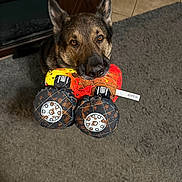 Diesel is registered to the contest to win money with this photo: dog, german_shepherd, plush_toy, toy, carpet, floor, indoor, pet, animal, looking_up, ears_up, brown, black, fur, eyes, mouth, chewing, home, fireplace, tile_floor