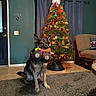 Diesel joined the competition — help win amazing prizes! dog, german_shepherd, toy, christmas_tree, holiday_decorations, snowman, living_room, rug, couch, curtains, door, floor_tile, wall, light_switch, ornaments, lights, pet, indoor, festive, home