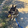 dog, leash, toy, outdoor, gravel_path, sunny, shadow, tree_shadow, sitting, canine, pet, playful, nature, daytime, animal, brown_dog, black_dog, grass, recreation, companion