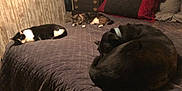 Jewels is registered to the contest to win money with this photo: bed, blanket, black_dog, cat, curled_up, dorm_room, furniture, indoor, mammal, napping, pet, quilted_bedspread, sleeping, tabby_cat, tuxedo_cat, wooden_furniture, pillow, collar, domestic_animal, resting