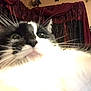 Jewels is registered to the contest to win money with this photo: cat, black_and_white, close_up, whiskers, wide_eyes, indoor, curtains, decor, furniture, pet, animal, fur, nose, head, face, mammal, whisker, alert, domestic, closeup