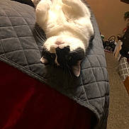 Jewels joined the competition — help win amazing prizes! cat, black_and_white, upside_down, bed, blanket, quilted, indoor, carpet, paws, feline, pet, cozy, fur, whiskers, cute, relaxed, animal, home, domestic, resting
