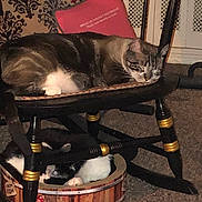 Smokie is registered to the contest to win money with this photo: basket, black_and_white_cat, carpet, cat, chair, cozy, cushion, domestic, feline, furniture, home, indoor, patterned, pet, quiet, relaxed, resting, sleeping, tabby_cat, wooden_chair