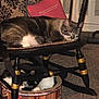 basket, black_and_white_cat, carpet, cat, chair, cozy, cushion, domestic, feline, furniture, home, indoor, patterned, pet, quiet, relaxed, resting, sleeping, tabby_cat, wooden_chair