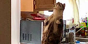 Smokie is registered to the contest to win money with this photo: animal, appliance, cabinet, cat, counter, curious, curtain, domestic, feline, home, indoor, kitchen, light, looking_up, pet, standing, table, tail, window, wooden