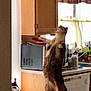 animal, appliance, cabinet, cat, counter, curious, curtain, domestic, feline, home, indoor, kitchen, light, looking_up, pet, standing, table, tail, window, wooden