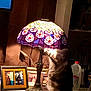 Smokie is registered to the contest to win money with this photo: animal, cat, cozy, curiosity, curious, decor, domestic, feline, furniture, household_item, illumination, indoor, lamp, light, night, photoframe, shadow, stained_glass, table, vintage