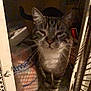 Smokie joined the competition — help win amazing prizes! animal, box, cage, cat, closeup, curious, dark, door, ears, face, feline, floor, indoor, low_light, mesh_door, pet, pet_care, shadow, tabby_cat, whiskers