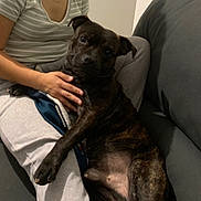 Kyser participe au concours pour gagner de l'argent avec cette photo : animal, brindle, casual_clothing, comfort, companion, couch, cozy, dog, furniture, hand, home, human, indoor, lap, looking_at_camera, person, pet, relaxed, resting, seated