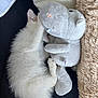 kitten, cat, sleeping, plush_toy, hippopotamus, soft, cozy, cute, furry, white, animal, pet, nap, cuddle, indoor, blanket, pillow, resting, fur, toy