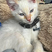 Castiel participe au concours pour gagner de l'argent avec cette photo : kitten, cat, white_fur, blue_eyes, collar, tag, close_up, pet, animal, feline, resting, soft_texture, blanket, indoor, cute, young, whiskers, paws, relaxed, sleepy