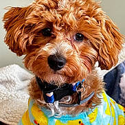 J J joined the competition — help win amazing prizes! dog, puppy, curly_fur, red_brown, pet, indoors, sweater, blue_sweater, rubber_duck_pattern, cute, close_up, collar, furry, animal, domestic_animal, looking_at_camera, cozy, soft_texture, adorable, companion