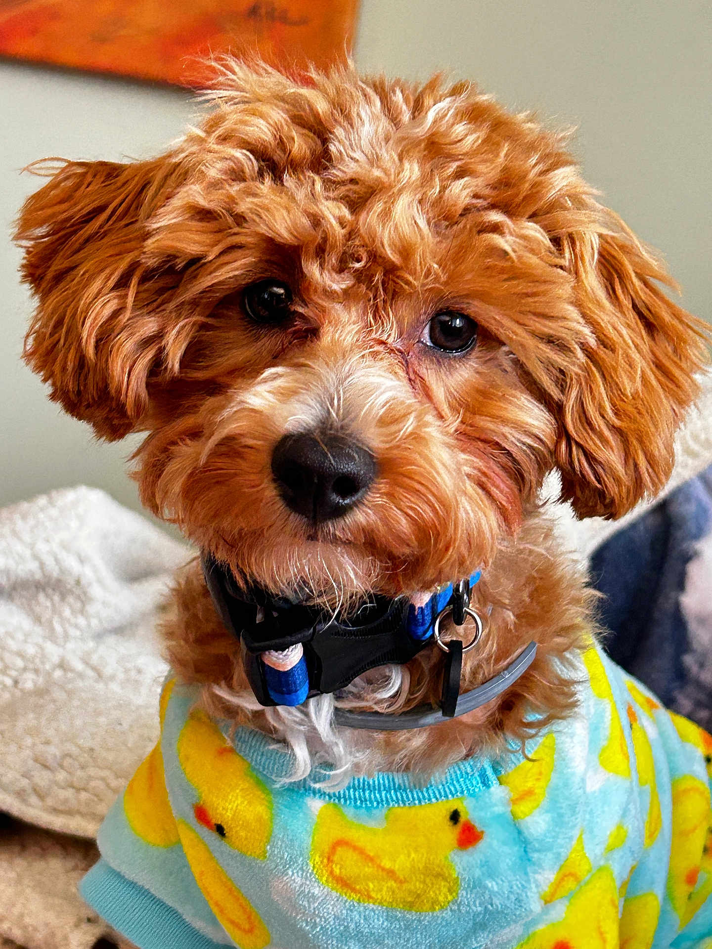 J J joined the competition — help win amazing prizes! dog, puppy, curly_fur, red_brown, pet, indoors, sweater, blue_sweater, rubber_duck_pattern, cute, close_up, collar, furry, animal, domestic_animal, looking_at_camera, cozy, soft_texture, adorable, companion
