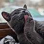 cat, gray_cat, grooming, tongue_out, paw, whiskers, close_up, indoor, window, knit_blanket, fur, sleepy, pet, domestic_cat, portrait, cozy, relaxed, licking, ear, pink_tongue
