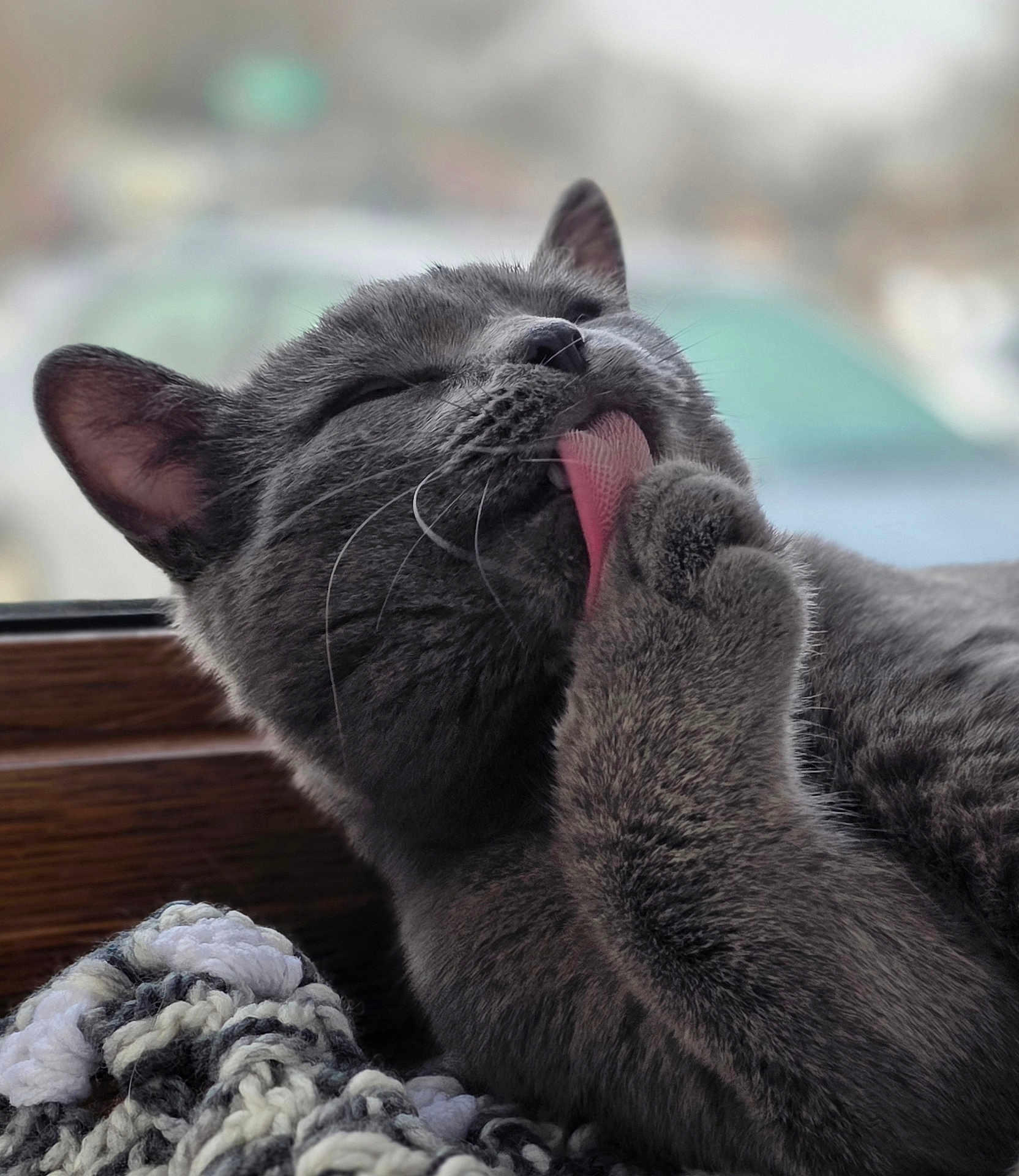 Wisp joined the competition — help win amazing prizes! cat, gray_cat, grooming, tongue_out, paw, whiskers, close_up, indoor, window, knit_blanket, fur, sleepy, pet, domestic_cat, portrait, cozy, relaxed, licking, ear, pink_tongue