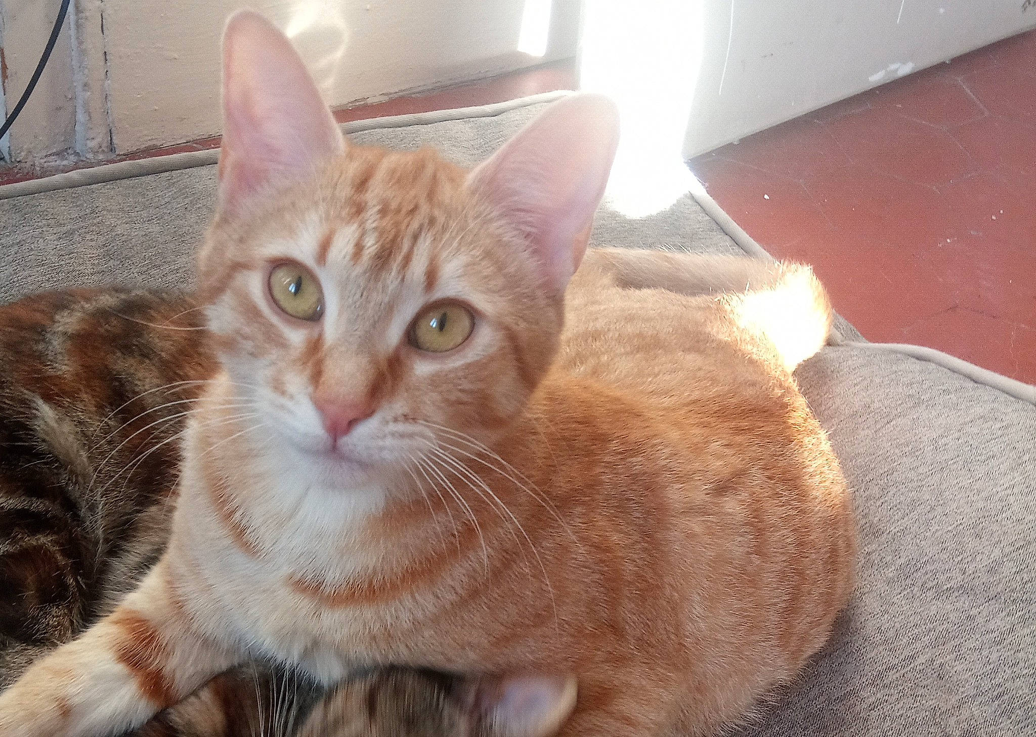 Lune Et Saël a rejoint le concours — aidez-le/la à gagner de superbes lots ! carnivore, cat, claw, comfort, domestic_short_haired_cat, fawn, felidae, flooring, fur, paw, sitting, small_to_medium_sized_cats, snout, tail, terrestrial_animal, whiskers, window