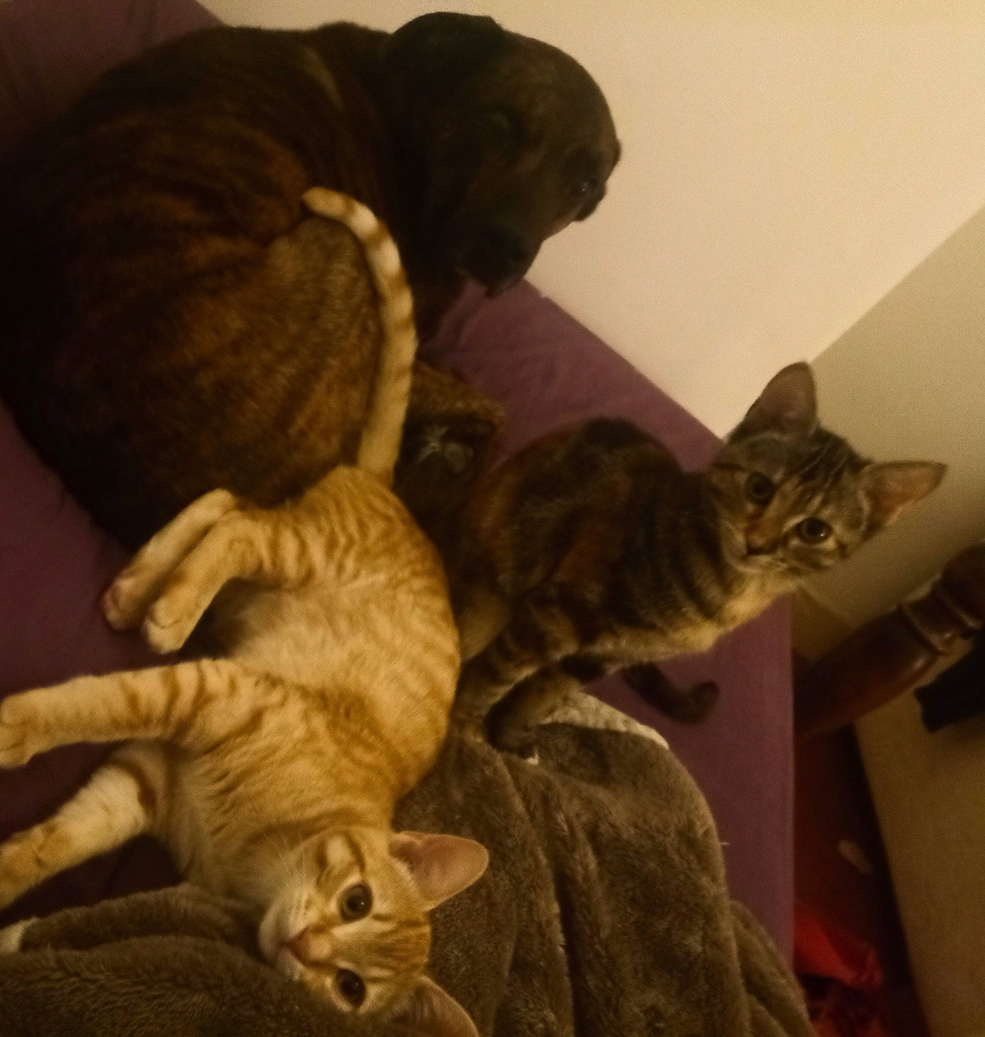 Lune Et Saël a rejoint le concours — aidez-le/la à gagner de superbes lots ! carnivore, cat, claw, comfort, companion_dog, domestic_short_haired_cat, ear, fawn, felidae, fur, hug, linens, nap, paw, small_to_medium_sized_cats, snout, tail, vertebrate, whiskers, wood