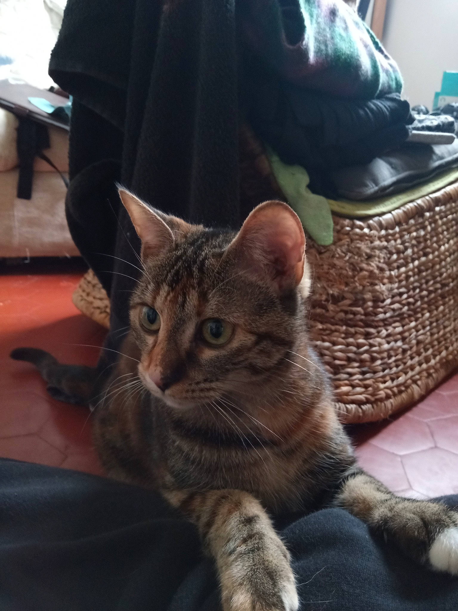 Lune Et Saël a rejoint le concours — aidez-le/la à gagner de superbes lots ! carnivore, cat, claw, comfort, domestic_short_haired_cat, felidae, flooring, fur, grey, human_leg, paw, sitting, small_to_medium_sized_cats, snout, tail, whiskers, wood