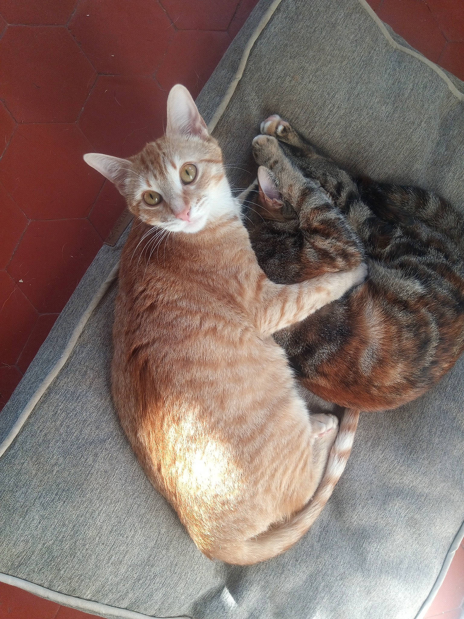 Lune Et Saël a rejoint le concours — aidez-le/la à gagner de superbes lots ! bombay, carnivore, cat, cat_bed, cat_supply, claw, comfort, domestic_short_haired_cat, fawn, felidae, fur, grey, nap, paw, small_to_medium_sized_cats, tail, whiskers, wood