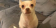 Roo joined the competition — help win amazing prizes! alert, animal, canine, chihuahua, companion, couch, cute, dog, domestic, ears_up, furniture, household, indoor, living_room, looking, pet, short_fur, sitting, small_dog, white_dog