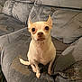 alert, animal, canine, chihuahua, companion, couch, cute, dog, domestic, ears_up, furniture, household, indoor, living_room, looking, pet, short_fur, sitting, small_dog, white_dog