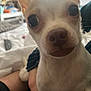 Roo joined the competition — help win amazing prizes! animal, bed, blurred_background, chihuahua, close_up, cozy, cute, dog, domestic, eyes, face, fur, hand, home, indoor, nose, person, pet, small_dog, whiskers