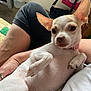 Roo is registered to the contest to win money with this photo: animal, chihuahua, collar, companion, cute, dog, ears, furry, hand, indoor, lap, paw, person, pet, quilt, relaxed, resting, small_dog, tan_fur, white_fur