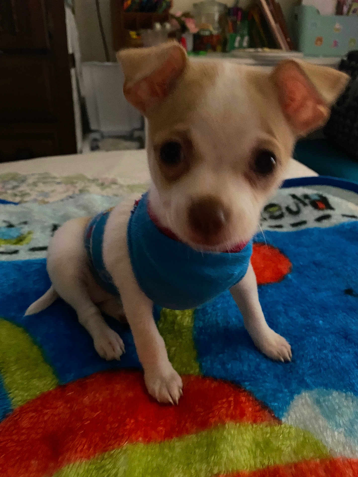 Roo