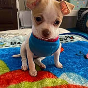Roo is registered to the contest to win money with this photo: animal, bed, blanket, blue_sweater, colorful, companion, cozy, cute, dog, domestic, ears, fur, indoor, looking, pet, puppy, room, sitting, small_dog, young_dog