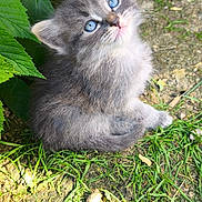 Grisouille participe au concours pour gagner de l'argent avec cette photo : adorable, animal, blue_eyes, cat, curious, cute, fur, grass, gray_fur, ground, kitten, leaves, nature, outdoor, pet, shadows, small, sunlight, whiskers, young_animal