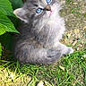 adorable, animal, blue_eyes, cat, curious, cute, fur, grass, gray_fur, ground, kitten, leaves, nature, outdoor, pet, shadows, small, sunlight, whiskers, young_animal