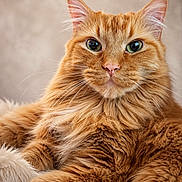 Chester joined the competition — help win amazing prizes! cat, ginger_cat, feline, pet, fluffy, fur, whiskers, green_eyes, close_up, portrait, relaxed, indoor, animal, cute, soft_texture, laying_down, domestic_cat, mammal, beautiful, calm