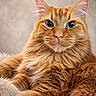 cat, ginger_cat, feline, pet, fluffy, fur, whiskers, green_eyes, close_up, portrait, relaxed, indoor, animal, cute, soft_texture, laying_down, domestic_cat, mammal, beautiful, calm