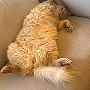 Ramses a rejoint le concours — aidez-le/la à gagner de superbes lots ! cat, ginger_cat, sleeping, fluffy, couch, beige, relaxed, pet, indoor, fur, paw, tail, cute, animal, cozy, resting, nap, feline, home, comfort