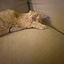 cat, sleeping, couch, beige, fluffy, paw, indoor, cozy, relaxing, pet, feline, fur, resting, comfort, home, closeup, animal, cute, domestic, nap
