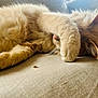 cat, ginger_cat, fur, paw, couch, beige, indoor, pet, relaxing, sleeping, whiskers, cozy, closeup, feline, animal, soft_light, resting, home, cute, hidden_face
