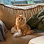 cat, orange_cat, fluffy, sitting, couch, indoor, living_room, blanket, pillow, window, natural_light, furniture, pet, animal, relaxed, cozy, home, feline, cute, domestic