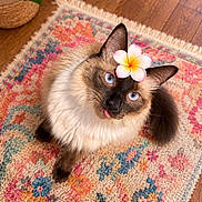Hina Bo-Bina joined the competition — help win amazing prizes! cat, siamese_cat, blue_eyes, flower, tongue_out, fluffy, pet, indoor, rug, colorful_rug, wooden_floor, plant, leaf, cute, adorable, animal, feline, whiskers, ears, tail