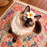 cat, siamese_cat, blue_eyes, flower, tongue_out, fluffy, pet, indoor, rug, colorful_rug, wooden_floor, plant, leaf, cute, adorable, animal, feline, whiskers, ears, tail