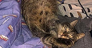 Figaro participe au concours pour gagner de l'argent avec cette photo : cat, tabby_cat, sleeping, bed, blanket, coloring_book, indoor, relaxation, cozy, paw, fur, striped, animal, pet, resting, comfort, feline, cute, nap, household